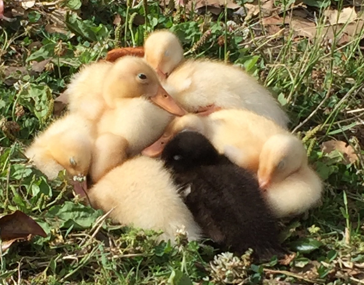 Ducklings